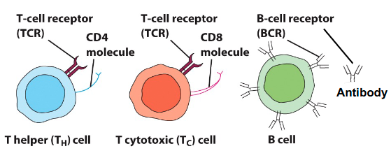 <p>• Specificity is determined by expression of receptors on cell surface</p><p>• B cells - B cell receptor (BCR)</p><p>– Can be bound to membrane or secreted as antibodies</p><p>• T cells – T cell receptor (TCR)</p><p>– Membrane bound</p>