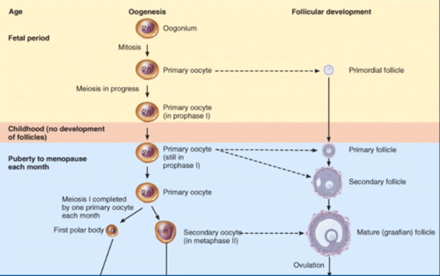 <p>primordial follicle, primary follicle, secondary follicle, graafian follicle, ovulation</p>