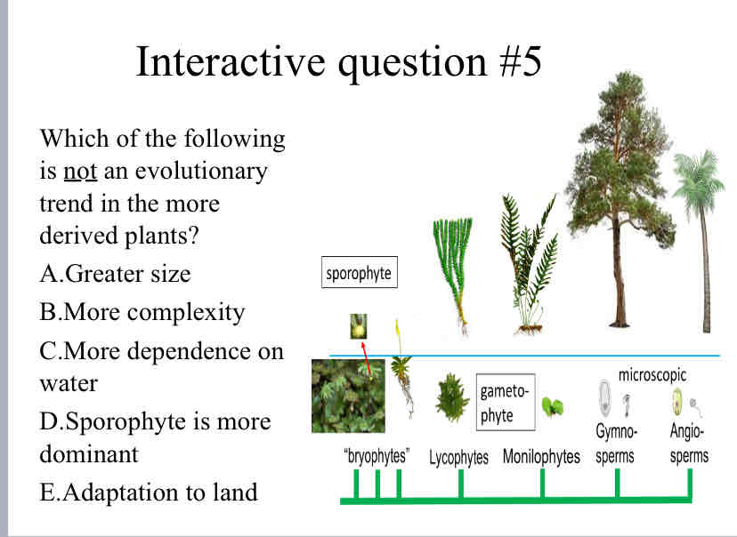 <p>Practice Question (<em><span style="color: purple">Evolutionary Trends</span></em>) - Which of the following is <u>not</u> an evolutionary trend in the more derived plants?</p>