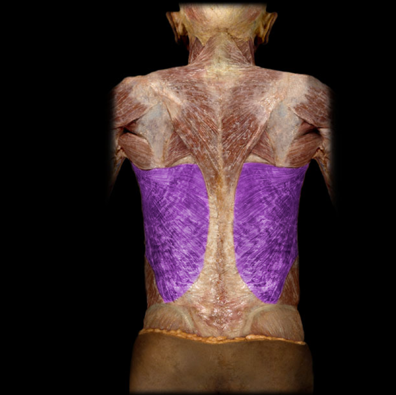 <p>Latissimus dorsi</p>