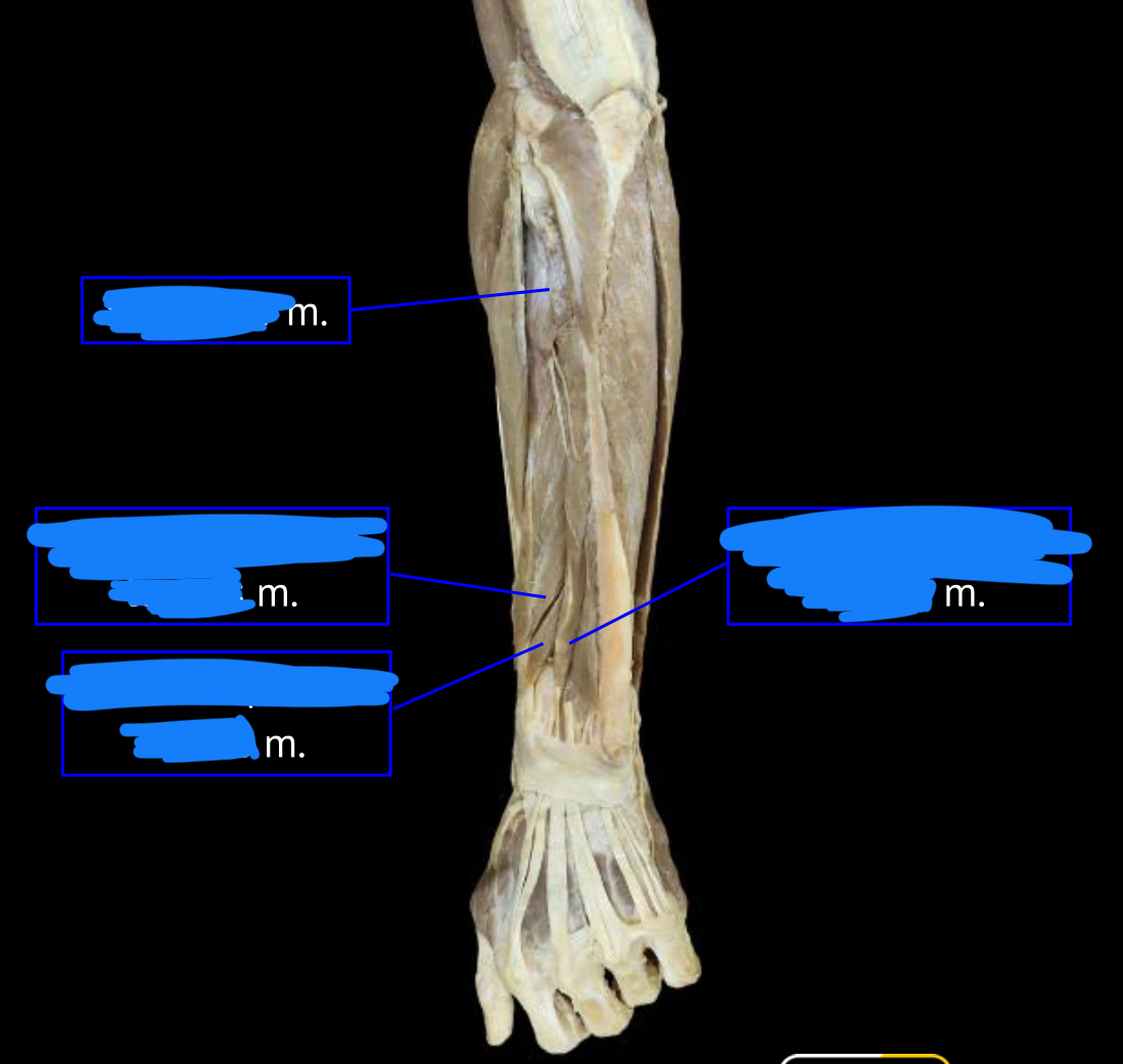 <p>right muscle</p><p></p><p>deep layer</p>