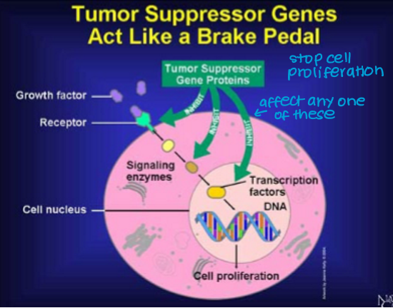 <p>What is a tumour suppressor gene?</p>
