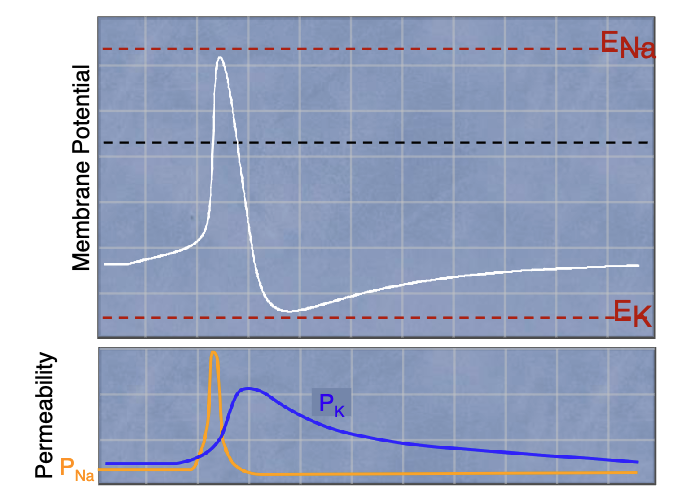 <p>different voltage-dependent and time-dependent gating properties of Na<sup>+ </sup>and K<sup>+</sup> channels</p>