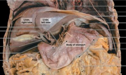 <p><strong><em>between the body and the duodenum</em></strong>, Empties into the duodenum</p>