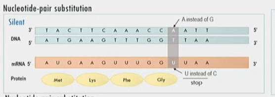 nucleotide pair substitution that doesn’t change nucleotide
