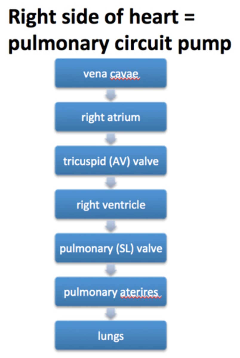 <p>A system of blood vessels that carry blood to the lungs for gas exchange and returns it to the heart</p>