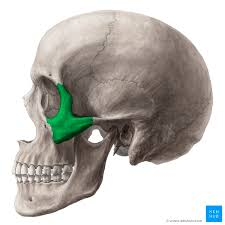 <p>origin of masseter</p>