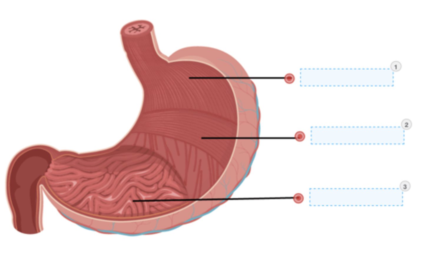 <p>1. Cardiac Zone</p><p>2. Fundic Zone</p><p>3. Pyloric Zone</p>
