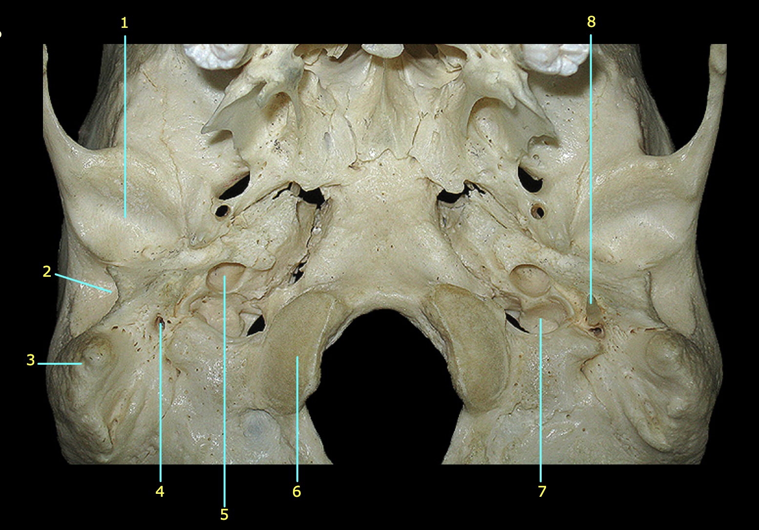 What structure is labeled 1?