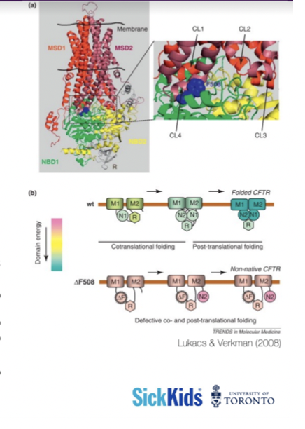* The mutated CFTR contains a deletion of the TTT codon, this is a deletion of phenylalanine from the polypeptide sequence. This deletion is called the delta F508
* Delta refers to change, insertion, or deletion
* F stands for phenylalanine
* 508 stands for the nucleotide position
* The horizontal black lines in the image (a) represent how the proteins sit in the plasma membrane, the blow-up picture on the right shows where the deletion has occurred
* The second image (b) shows at the top a normal functional CFTR after post - translational folding. The bottom line shows the mutated CFTR shows the mutated CFTR and with the absence of phenylalanine , the receptor cannot properly form.