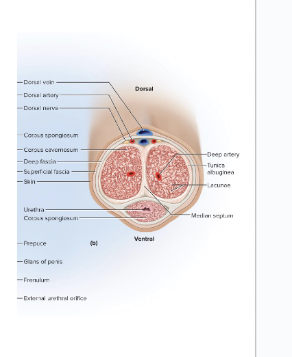 <p>erectile tissue that makes up the rest of the penis</p><ul><li><p><span style="background-color: transparent;"><span>Diverge like arms of a Y from the corpus spongiosum</span></span></p></li><li><p><span style="background-color: transparent;"><span>Each arm, called a crus, attaches the penis to the pubic arch&nbsp;</span></span></p></li><li><p><span style="background-color: transparent;"><span>is covered with ischiocavernosus muscle</span></span></p></li></ul><p></p>