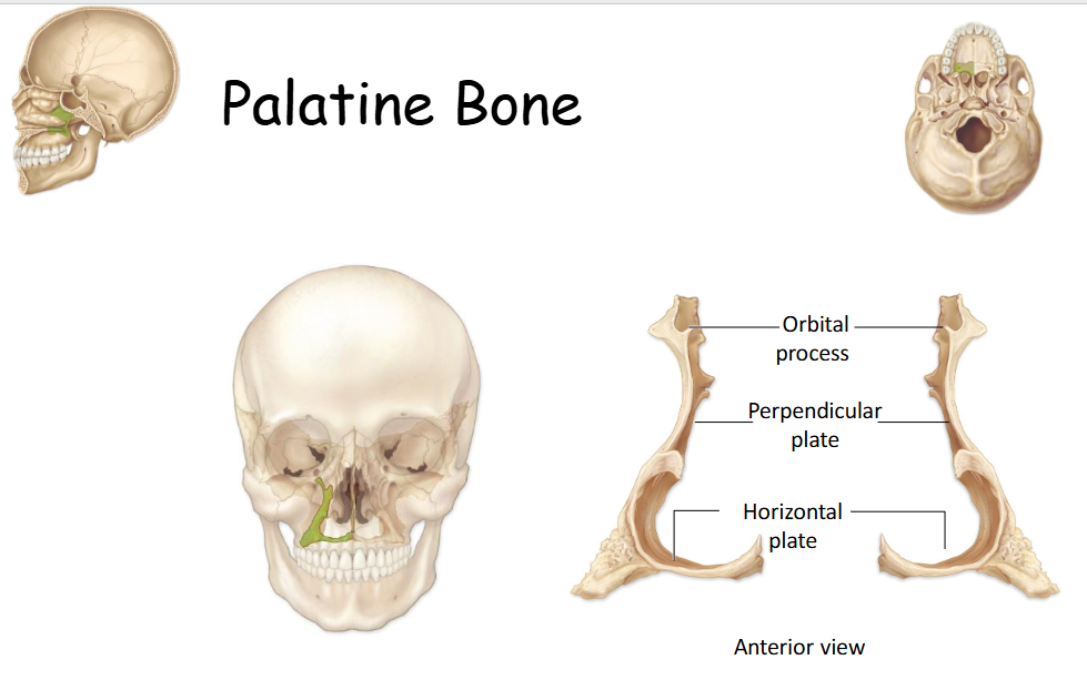 <p>Forms posterior part of hard palate, small part of nasal cavity and orbit wall. </p>