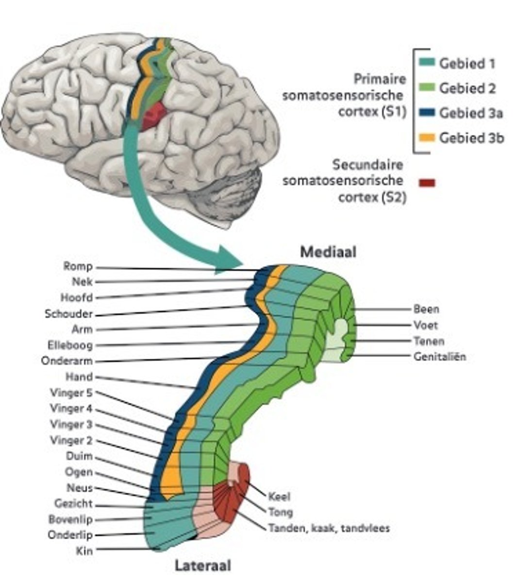 <p>Een sensorische kaart in de somatosensorische cortex die het lichaam weerspiegelt.</p>