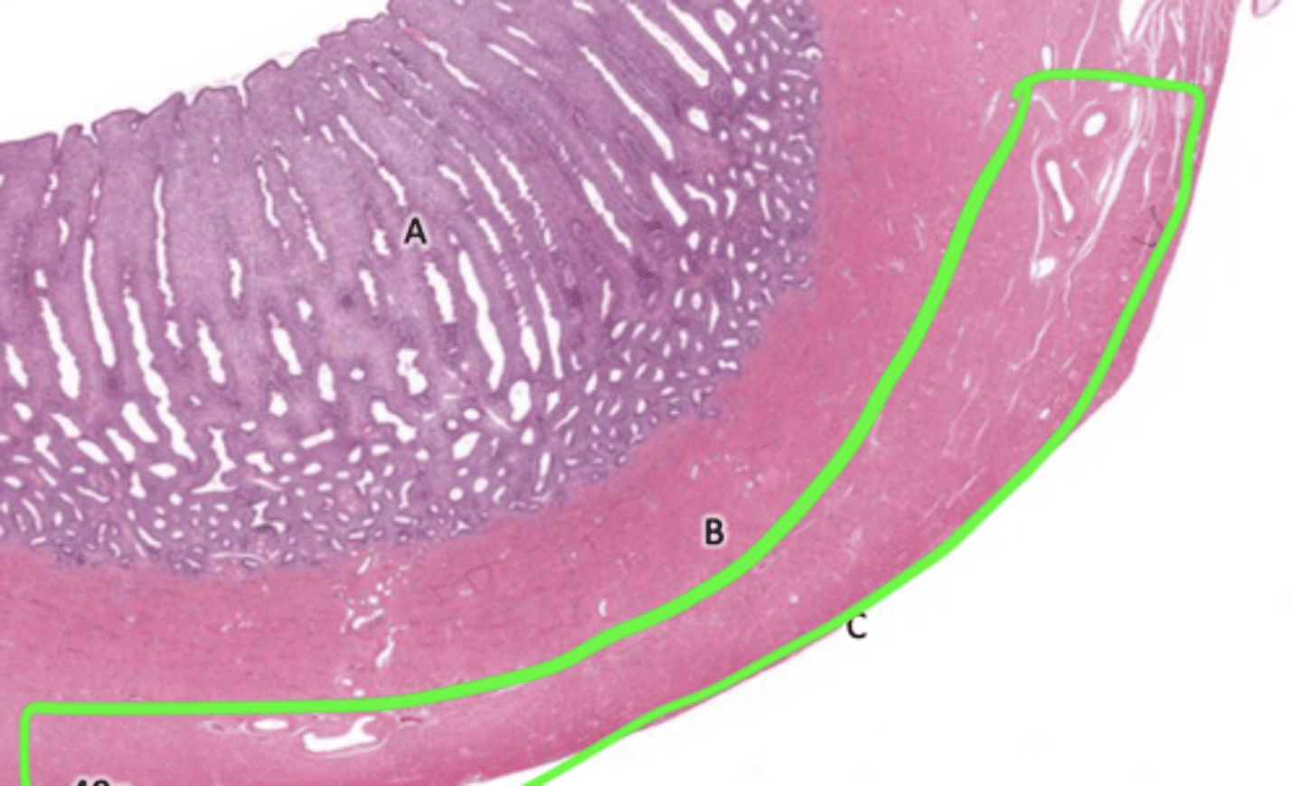 knowt flashcard image