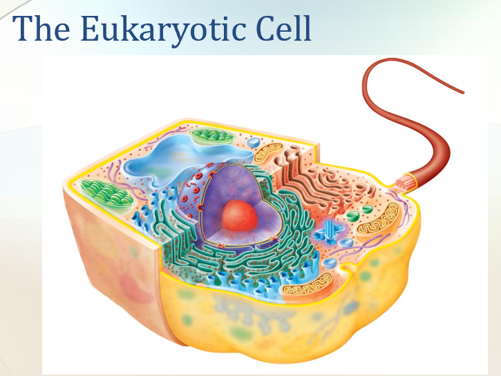 <p>Prokarote comes from the Greek words for pre-nculeus. </p><p></p><p>Eukaryote comes from the Greek words for true nucleus </p><p></p><p></p><p></p><p>Prokaryote </p><ol><li><p>Pre-nucleus </p></li><li><p>One circular chromosome, not in a membrane </p></li><li><p>No organelles&nbsp;</p></li><li><p>Peptidoglycan cell walls&nbsp;</p></li><li><p>Binary fission&nbsp;</p></li></ol><p></p><p>Eukaryote&nbsp;</p><ol><li><p>True nucleus&nbsp;</p></li><li><p>Paired chroosomes, in nuclear membrane&nbsp;</p></li><li><p>several organnelles&nbsp;</p></li><li><p>Simple cell walls </p></li><li><p>Mitosis, Meiosis </p></li></ol><p></p><p>It is primarily the structure of cell walls and ribosomes, and the absence of organelles (specialized cellular structures that have specific functions), that distinguish prokaryotes from eukaryotes. The chief distinguishing characteristics of prokaryotes (from the Greek words meaning prenucleus) are as follows:</p><p></p><p>1. Typically their DNA is not enclosed within a membrane and is usually a singular, circularly arranged chromosome. Gemma obscuriglobus has a double membrane around its nucleus. (Some bacteria, such as Vibrio cholerae, have two chromosomes, and some bacteria have a linearly arranged chromosome.) </p><p></p><p>2. Their DNA is not associated with histones (special chromosomal proteins found in eukaryotes); other proteins are associated with the DNA. </p><p></p><p>3. They generally lack organelles. Advances in microscopy reveal a few membrane-enclosed organelles (for example, some inclusions). However, prokaryotes lack other membrane-enclosed organelles such as nuclei, mitochondria, and chloroplasts.</p><p></p><p>4. Their cell walls almost always contain the complex polysaccharide peptidoglycan. </p><p></p><p>5. They usually divide by binary fission, where DNA is copied, and the cell splits into two cells. This involves fewer structures and processes than eukaryotic cell division</p><p></p>