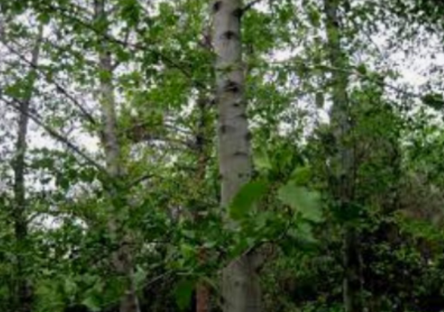 <p>Betulaceae. Riparian tree</p>