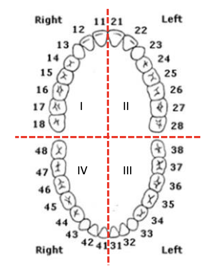 <p>XY</p><p>X: quadrant # (1-4)<br>Y: tooth number in each quadrant (1-8)</p>