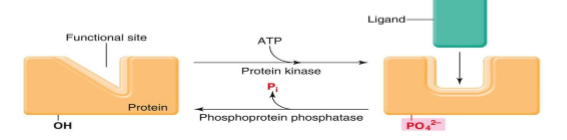 <p>Phosphorylation → kinase adds phosphate group, phosphatase removes phosphate group (not in exam)</p><p></p>