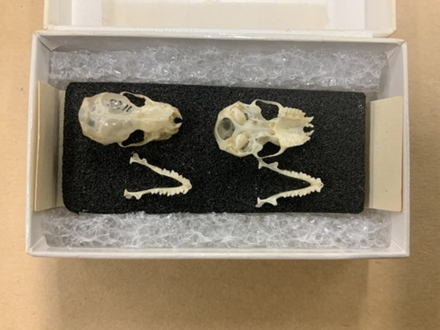<p>Genus, species</p><p>-small split palate</p><p>-palate terminates at last molar</p><p>-1/1 I</p>