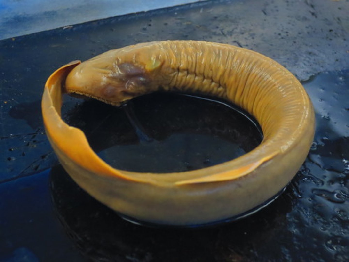 <p>anguilliform w/interior mouth. oral hood, horny teeth</p>