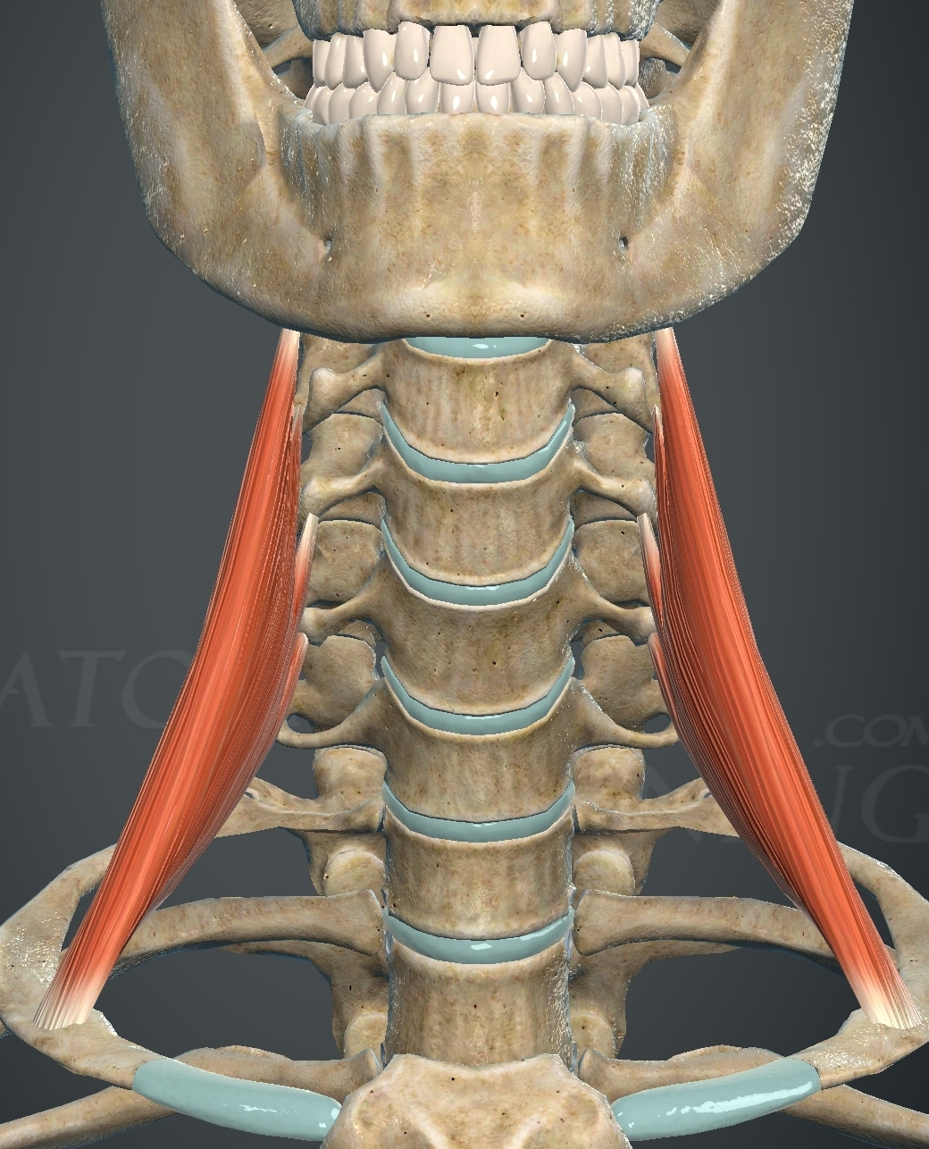 <p>What muscle is this?</p>