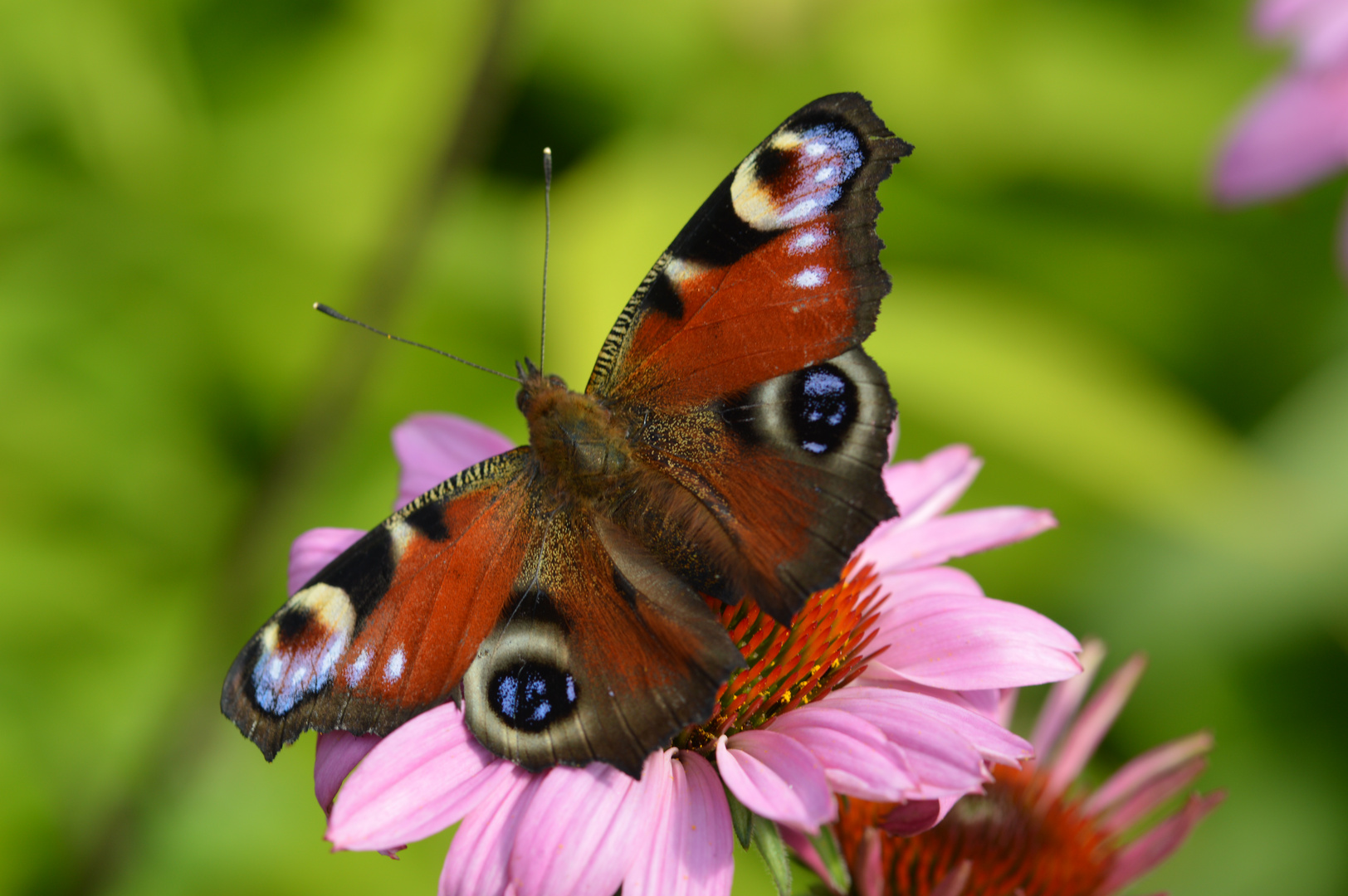 <p>der Schmetterling, -e</p>