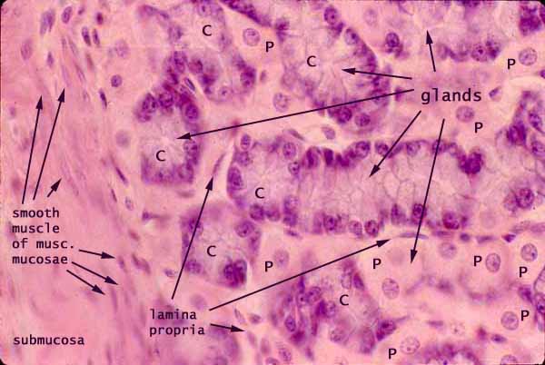 <ul><li><p>Location</p><ul><li><p>Base of the gland</p></li></ul></li><li><p>Secrete</p><ul><li><p>Pepsinogen</p><ul><li><p>Pepsinogen -&gt; pepsin</p></li></ul></li></ul></li><li><p>Cell structure</p><ul><li><p>Abundant RER</p><ul><li><p>Protein synthesis</p></li><li><p>Basophilia</p></li></ul></li></ul></li><li><p>Apical secretory granules</p></li></ul>