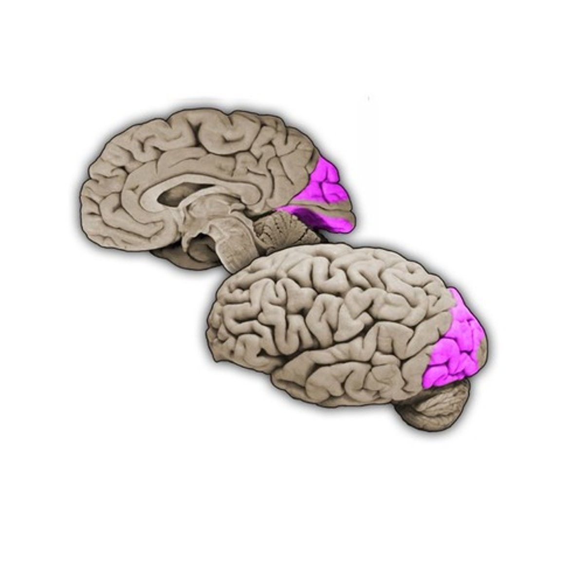 <p>Another term for the visual association cortex</p>