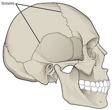 <p>joint that limited movement and dense fibrous tissue </p><ul><li><p><strong>sutures in the brain, gomphosis in teeth </strong></p></li></ul><p></p>