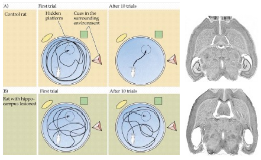 <ul><li><p>rats with hippocampal lesions do not improve after multiple trials (doesn’t learn)</p></li></ul>