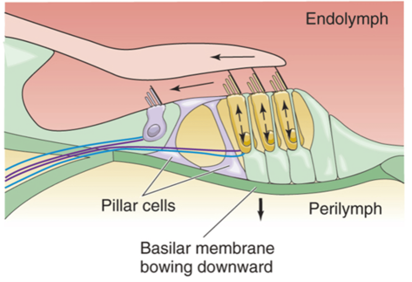 <p>If your stapes moves inwards, it causes the basilar membrane to move ____________ and the hair cells/hair bundles move in the opposite direction which makes the hair cells ______________</p>