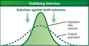 <p>A type of natural selection in which genetic diversity decreases as the population stabilizes on a particular trait value</p><ul><li><p>Individuals with the average form of a trait have the highest fitness</p></li><li><p>Population includes more individuals with the average form of a trait</p></li></ul><p></p>