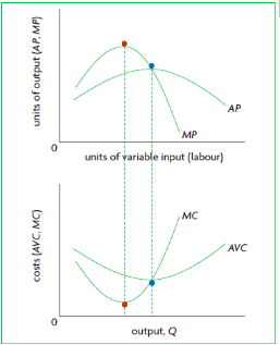 Product curves and cost curves are mirror  \n images due to the law of diminishing returns.