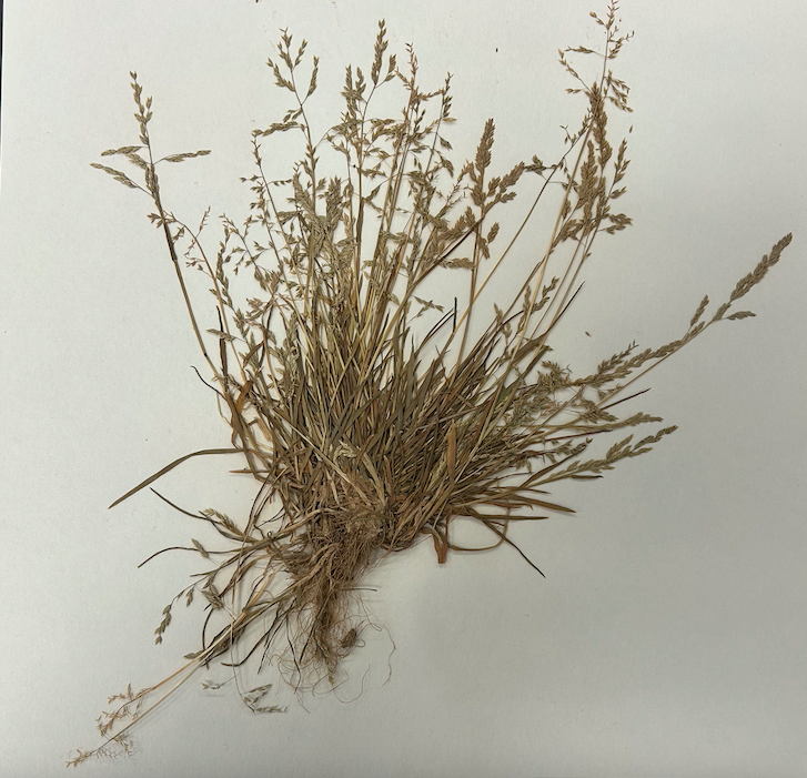 <p><span style="background-color: transparent;"><span>Order? Family?</span></span></p>