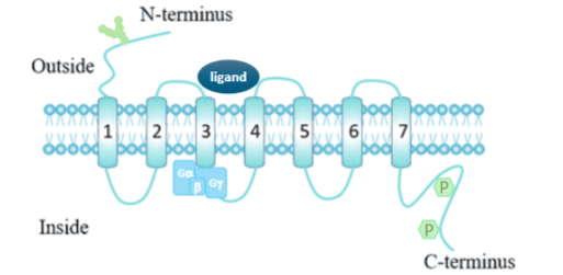 <p>Seven transmembrane domains with the N terminus (amino terminal) outside the cell &amp; the C terminus (carboxyl terminal) in the cytosol inside the cell.</p><p>The ligand sits in a pocket formed by transmembrane helices</p>