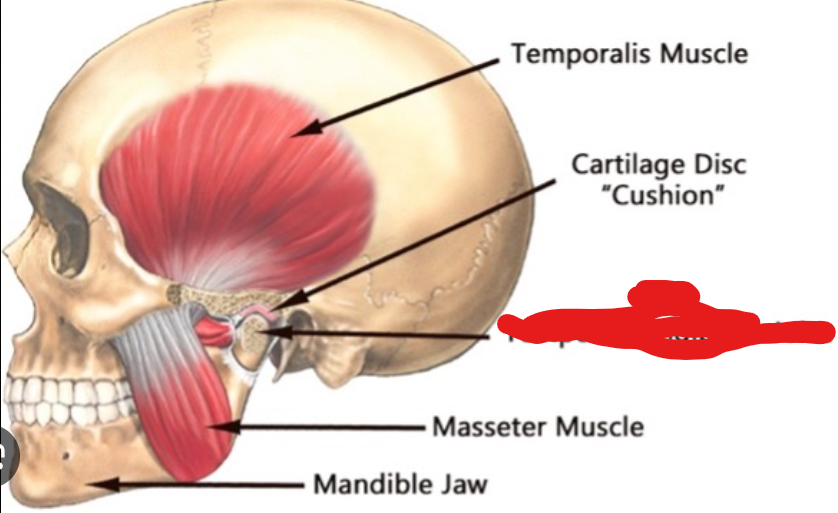 <p>What <strong>Cranial or Neck <u>Joint </u>is this?</strong></p>