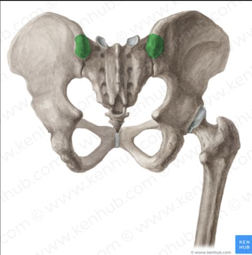<p>the top back facing bump</p>