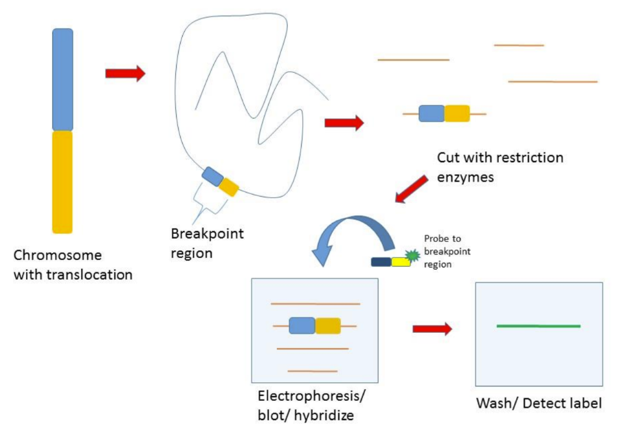 <p><span style="font-family: &quot;Times New Roman&quot;, serif;">Probe = a single-stranded fragment of nucleic acid attached to a signal-producing moiety</span></p><p class="MsoListParagraphCxSpFirst"><span>-</span><span style="font-size: 7pt; font-family: &quot;Times New Roman&quot;;">&nbsp;&nbsp;&nbsp;&nbsp;&nbsp;&nbsp;&nbsp;&nbsp;&nbsp; </span><span style="font-family: &quot;Times New Roman&quot;, serif;">Used in molecular methods to identify a sequence of interest within a large mixture of nucleic acid</span></p><p class="MsoListParagraphCxSpMiddle"><span>-</span><span style="font-size: 7pt; font-family: &quot;Times New Roman&quot;;">&nbsp;&nbsp;&nbsp;&nbsp;&nbsp;&nbsp;&nbsp;&nbsp;&nbsp; </span><span style="font-family: &quot;Times New Roman&quot;, serif;">Hybridizes specifically with the target DNA/RNA to be analyzed</span></p><p class="MsoListParagraphCxSpLast"><span>-</span><span style="font-size: 7pt; font-family: &quot;Times New Roman&quot;;">&nbsp;&nbsp;&nbsp;&nbsp;&nbsp;&nbsp;&nbsp;&nbsp;&nbsp; </span><span style="font-family: &quot;Times New Roman&quot;, serif;">Can be denatured DNA/RNA</span></p>