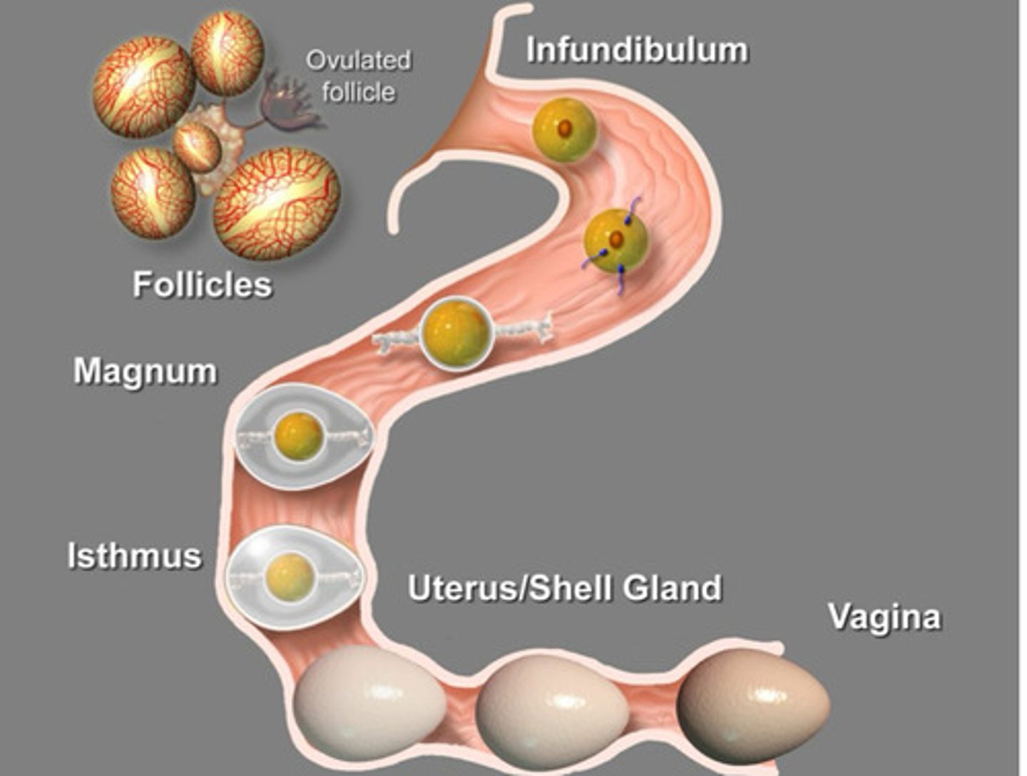 <p>Eggs take about ____________ to be produced</p>