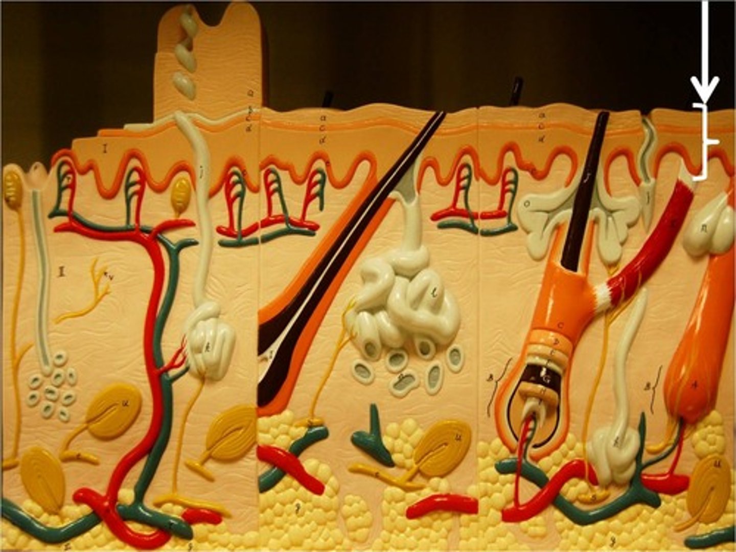 <p>The outer layer of the skin</p>