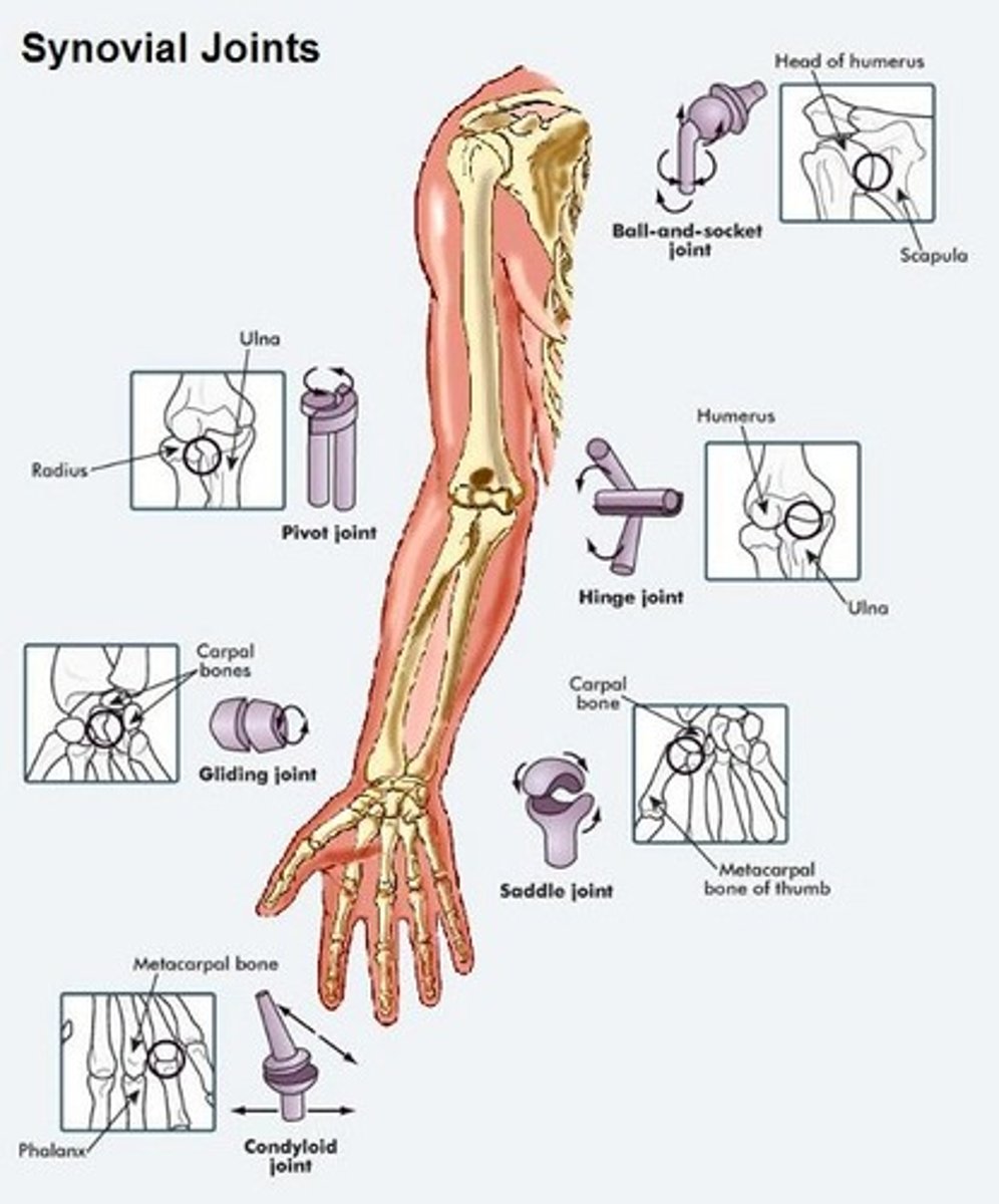 <p>plane, hinge, pivot, condyloid, saddle, ball and socket</p>