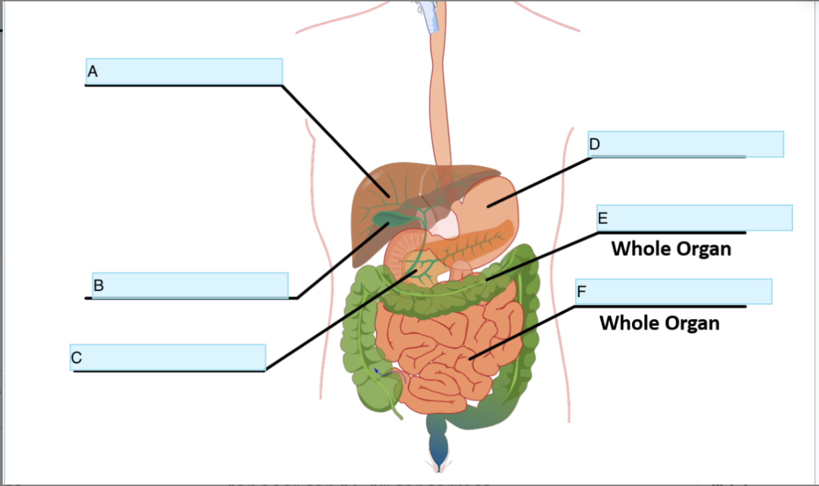 <p>Identify Organ C</p>