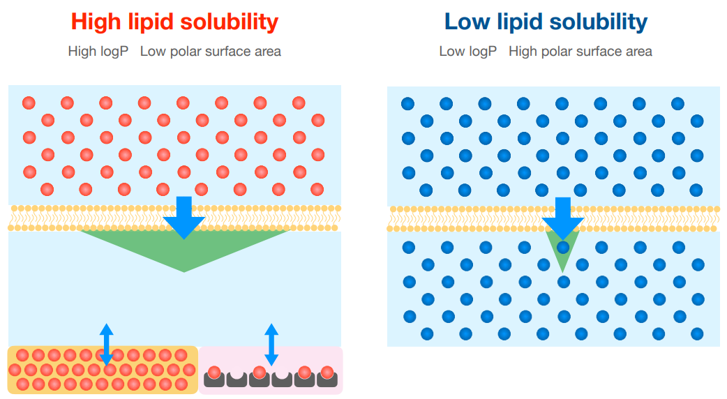 <p>Which of the following would take a shorter amount of time to cross the lipid membrane?</p><p>a) high lipid solubility </p><p>b) low lipid solubility</p>