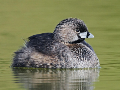 <p>Pied-Billed Grebe</p>