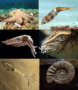 <p>nautiluses, cuttlefish, squids, octopuses</p><p>foot modified into tentacles + funnel</p><p>ALL predators; strong beak-like jaws grasp prey</p>