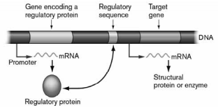 <p>The figure below shows a regulatory being produced on the left. Based on the information in the figure, this protein must function in which of the following ways?</p><ul><li><p>When glucose binds to it, the protein binds to the regulatory sequence and prevents transcription of the target gene.</p></li><li><p>In the presence of the end product of the operon, this protein will bind to the regulatory region and acts as an activator</p></li></ul><p></p>