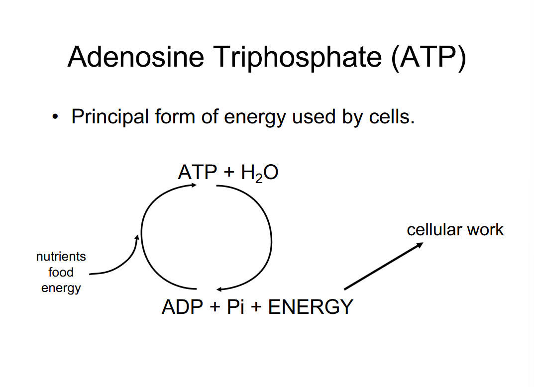 <ul><li><p>ATP is a high-energy molecule that stores energy in its phosphate bonds. </p></li><li><p>ATP is produced during cellular respiration and converted into ADP when energy is released. </p></li><li><p>ADP is regenerated into ATP through oxidative phosphorylation or substrate-level phosphorylation. </p></li><li><p>The ATP-ADP cycle is a continuous process that ensures a constant supply of energy for cellular activities</p></li></ul><p></p>