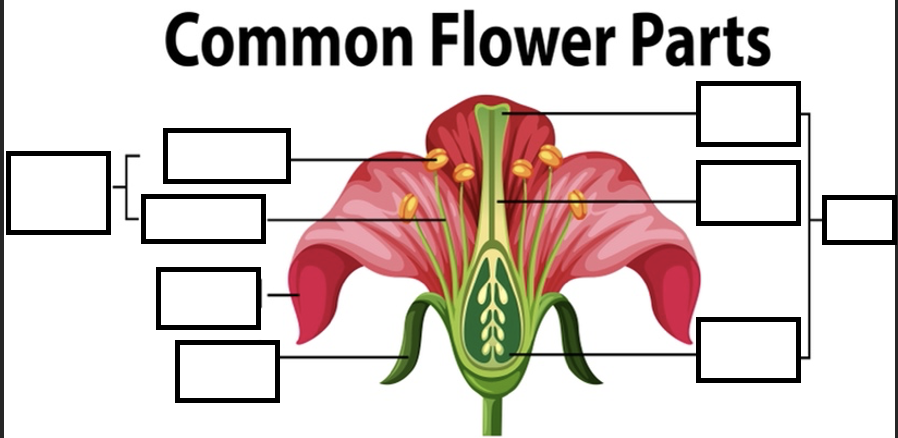 IDENTIFY THE STRUCTURES OF A FLOWER.