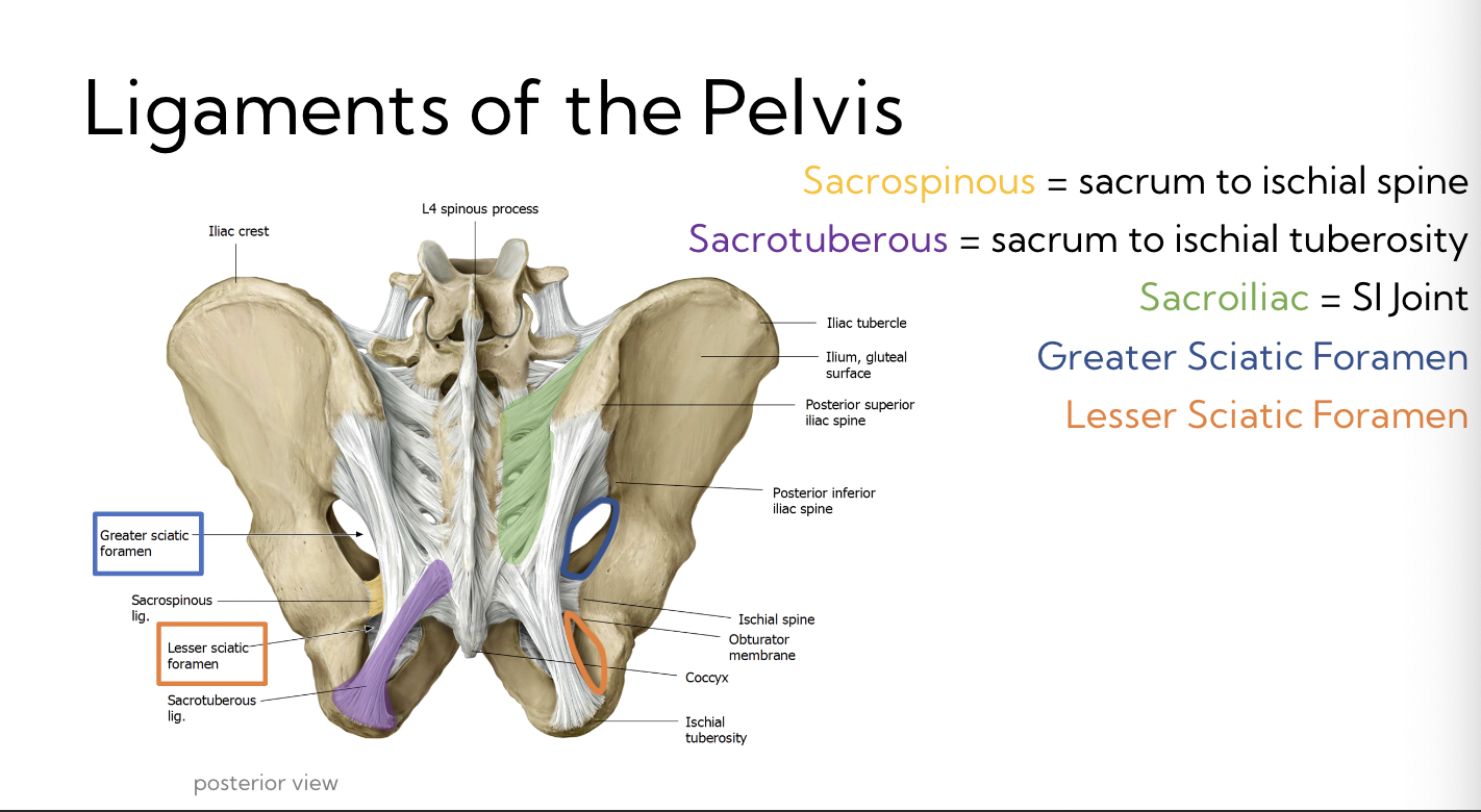 <p>Sacrospinous</p><ul><li><p>sacrum to ischial spine</p></li></ul><p>Sacrotuberous</p><ul><li><p>sacrum to ischial tuberosity</p></li></ul><p>Sacroiliac</p><ul><li><p>SI joint</p></li></ul><p>Greater Sciatic foramen</p><p>Lesser Sciatic foramen</p><p>→ both formed from ligaments</p>