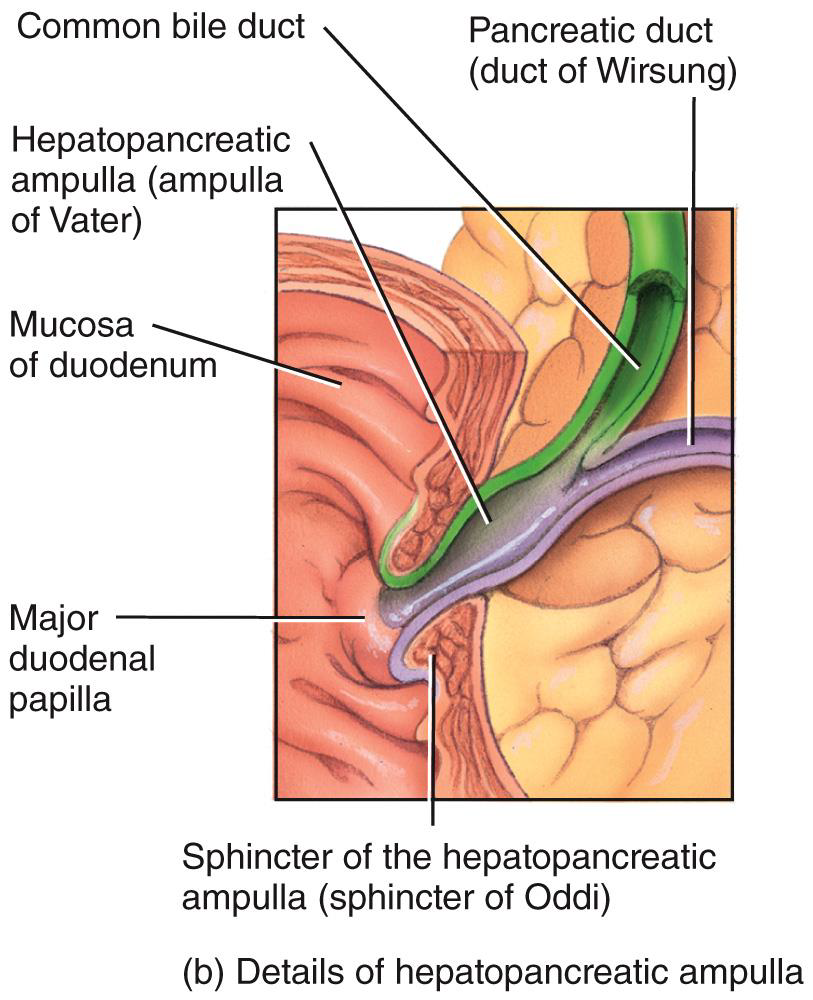 <p>PANCREAS, LIVER, AND GALLBLADDER photo </p>